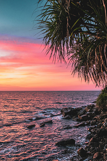Nature, Sunset, Sea, Pink, Coast, Palm HD phone wallpaper