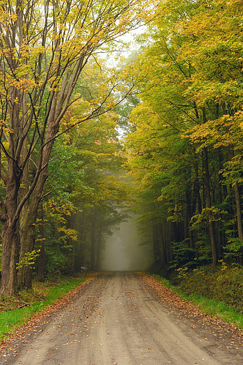 Nature, Trees, Road, Forest, Fog HD phone wallpaper