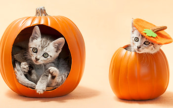 Happy Halloween!, kitten, animal, cute, cat, orange, pisica, halloween, couple, pumpkin, funny HD wallpaper