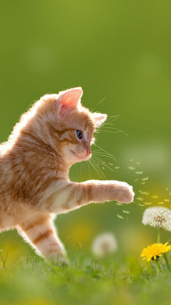 Kitten in Spring Field, kitten, baby animal, Animal, cat HD phone wallpaper