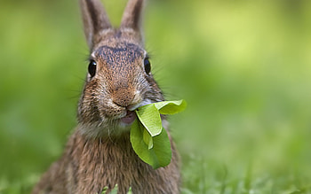 Animals, Grass, Sheet, Leaf, Cool, Rabbit HD wallpaper