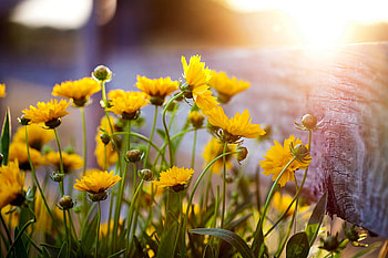 Dreaming in Yellow, sunshine, beautiful, light, field, yellow, nature, flowers, dream, evening, forever, sunset HD wallpaper