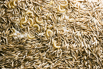 Oat, Grains HD wallpaper