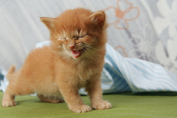 Animals, Kitty, Kitten, Kid, Tot, Scream, Cry HD wallpaper