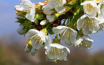 Grass, Plant, Macro, Bloom, Flowering, Branch, Spring HD wallpaper