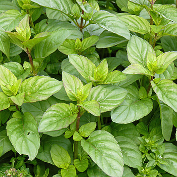 Mint Plant, Peppermint care, Planting tips, Fresh leaves HD phone wallpaper