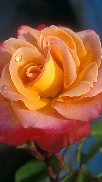flower, earth, nature, rose HD phone wallpaper