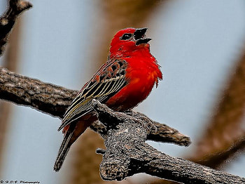 Lady in red, branch, singing, bird, red black and white, tree HD wallpaper