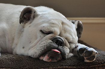 Animals, Dog, Muzzle, Bulldog HD wallpaper