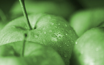 Fruits, Food, Apples HD wallpaper