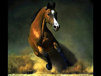 Running Horse, cool HD wallpaper