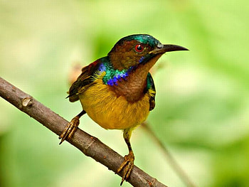 Colorful Bird, colorful, beautiful, bird HD wallpaper