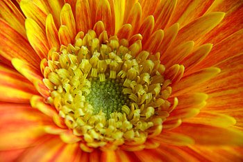 Orange gerbera, yellow, flower, flowers, gerbera, orange HD wallpaper