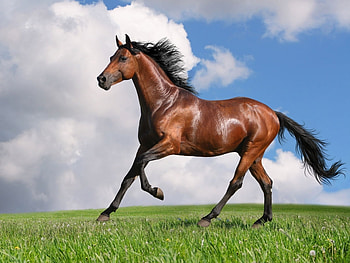 Animals, Horses HD wallpaper
