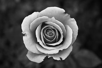 Elegant black and white close-up of a rose, featuring delicate petals and detailed textures. HD wallpaper