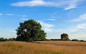Nature, Trees, Grass, Field, Meadow, Expanse, Open Spaces HD wallpaper