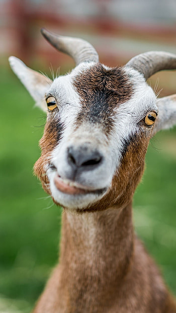 Funny goat , Amusing goat moments, Hilarious goat , Goats with personality HD phone wallpaper