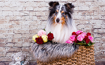 Shetland Sheepdog, dog, animal, graphy HD wallpaper