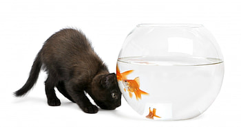 Black kitten and goldfish, kitten, animal, black, situation, cat, pisica, summer, goldfish, funny, water, aquarium HD wallpaper
