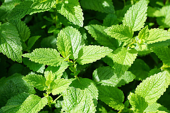 Green pudina, Refreshing herb, Culinary uses, Herbal tea HD wallpaper