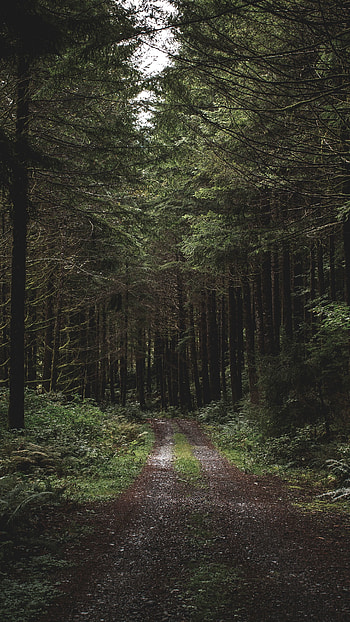 Dirt road in forest, Nature's traverse, Rustic pathway, Nature's carpet HD phone wallpaper