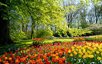 spring tulips, tulip, spring, tree, flower HD wallpaper