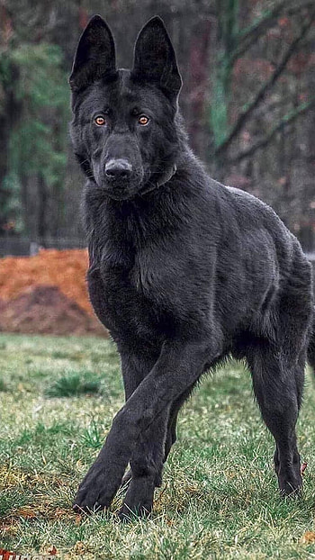 Black Dog, Adorable, Breed HD phone wallpaper
