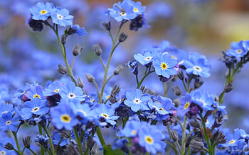 Flowers, Plants HD wallpaper