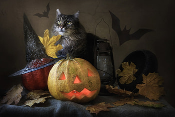 Halloween, daykiney, cat, bat, witch, pisici, pumpkin, leaf, hat HD wallpaper