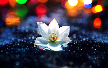 ..Simple but Outstanding.., bokeh, graphy, colors, spring, abstract, single, conceptual, white, flower arrangements, white flower, most ed, attractions in dreams, lovely still life, beautiful, seasons, creative pre-made, summer, love four seasons, pretty, cool, draw and paint, flowers, lovely HD wallpaper