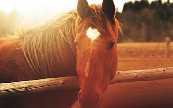 Animals, Shine, Light, Muzzle, Mane, Horse HD wallpaper