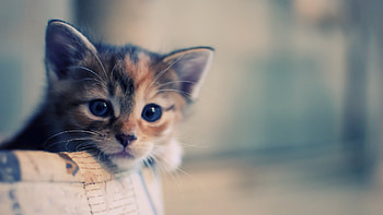 Animals, Cats HD wallpaper