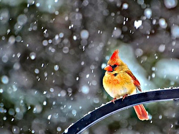Beautiful Bird, cute, beautiful, bird HD wallpaper