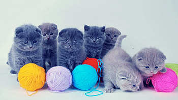 Animals, Playful, Balls, Kittens, Tangles, British HD wallpaper