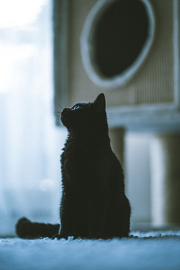 Animals, Cat, Pet, Profile HD phone wallpaper