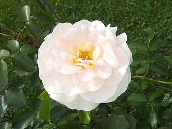 Stop and smell the roses, white, roses, garden, park, rose, pink, delicate, romania, flower, love, green, yellow, flowers, bucuresti, bucharest, lovely HD wallpaper