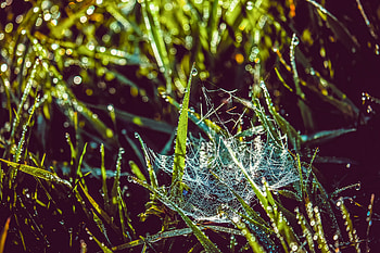 Grass, Web, Drops, Macro, Wet, Dew, Early Morning HD wallpaper