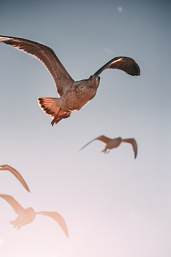 Animals, Bird, Predator, Flight, Wings, Hawk HD phone wallpaper