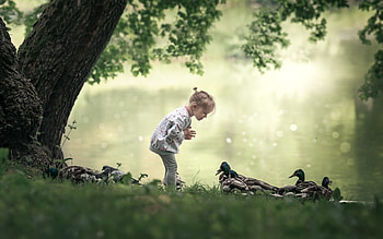 Little Girl with Ducks, ducks, girl, water, little, tree HD wallpaper
