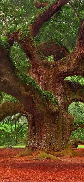 Angel oak tree , beauty, High-resolution ry, Nature's allure HD phone wallpaper