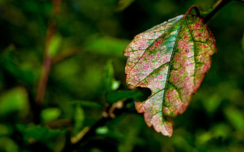 Nature, Macro, Multicolored, Motley, Sheet, Leaf, Veins HD wallpaper
