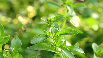 Stevia, Sweetener, , Food HD wallpaper