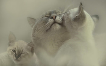 Animals, Cats, Love HD wallpaper