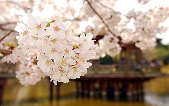 Nature, Plant, Wood, Tree, Bloom, Flowering, Tender HD wallpaper