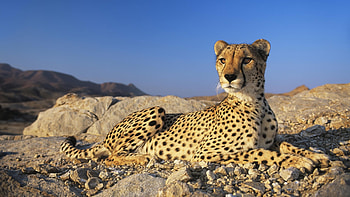 Cheetah , Striking and captivating, Stunning and vibrant, African wildlife HD wallpaper