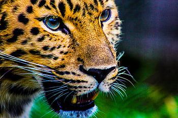 A detailed close-up of a leopard showcasing its striking patterns and intense gaze in the wild. HD wallpaper