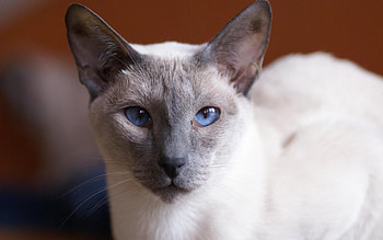 Cat, cats, animals HD wallpaper