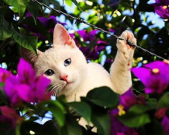 Cute Cat, animal, cute, cat, flowers HD wallpaper