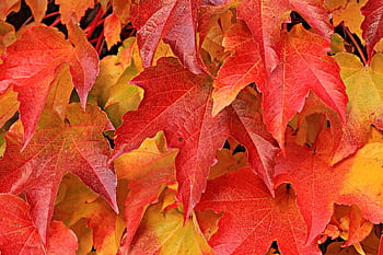 Close-up of vibrant red and orange autumn maple leaves showcasing the beautiful fall foliage. HD wallpaper