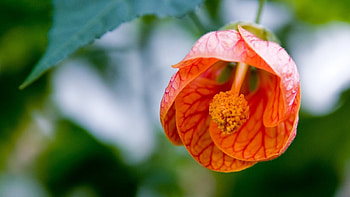 Beautiful Flower Bud, nature, macro, bud, flower HD wallpaper